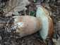 Nyári vargánya (Boletus reticulatus), Budai-hegység